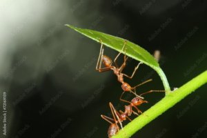 Hormigas en lo jardin